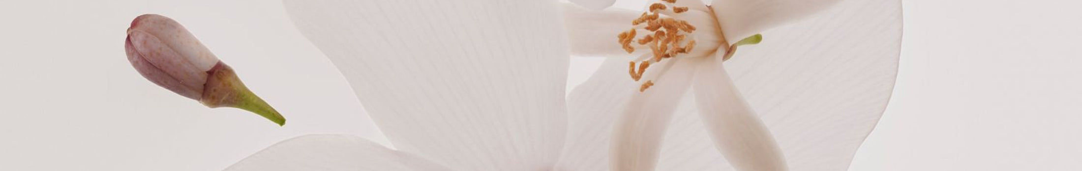 Floral Fragrances